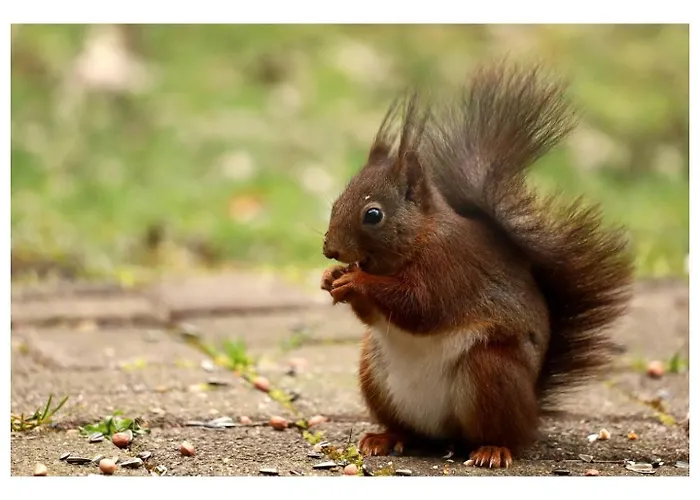 Zeer Ruim 6-persoons Met Overdekte Veranda 度假居 伊皮